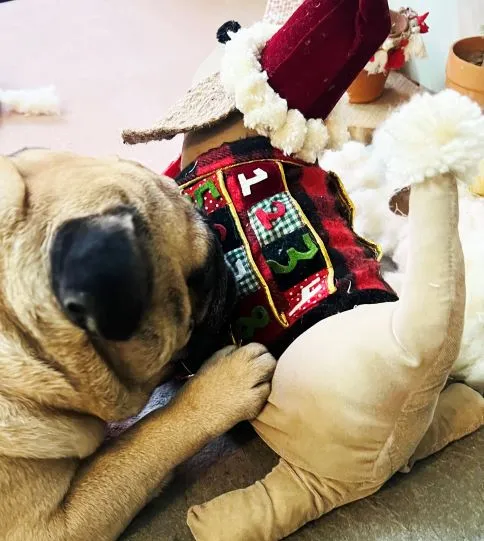 Christmas Advent Calendar | Limited Edition for Dogs | 12 days of Christmas